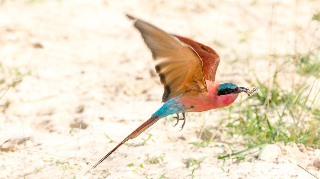 Zambezi Mubala Camp Hotell Katima Mulilo Exteriör bild